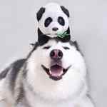 maruhusky