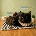 nenengcatsitter