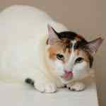 theblowoncat