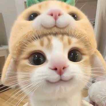 cicakimoetz