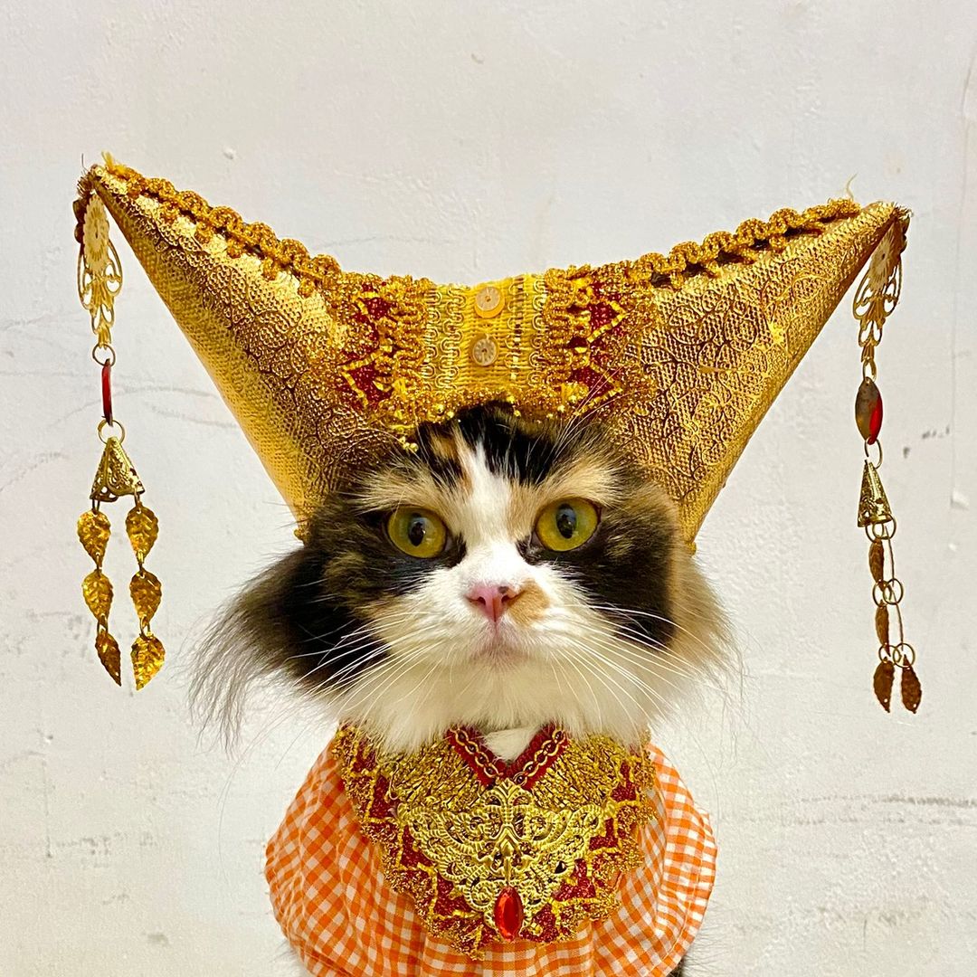 asihandhercuddlecrew