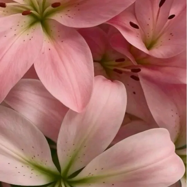 blossomgds