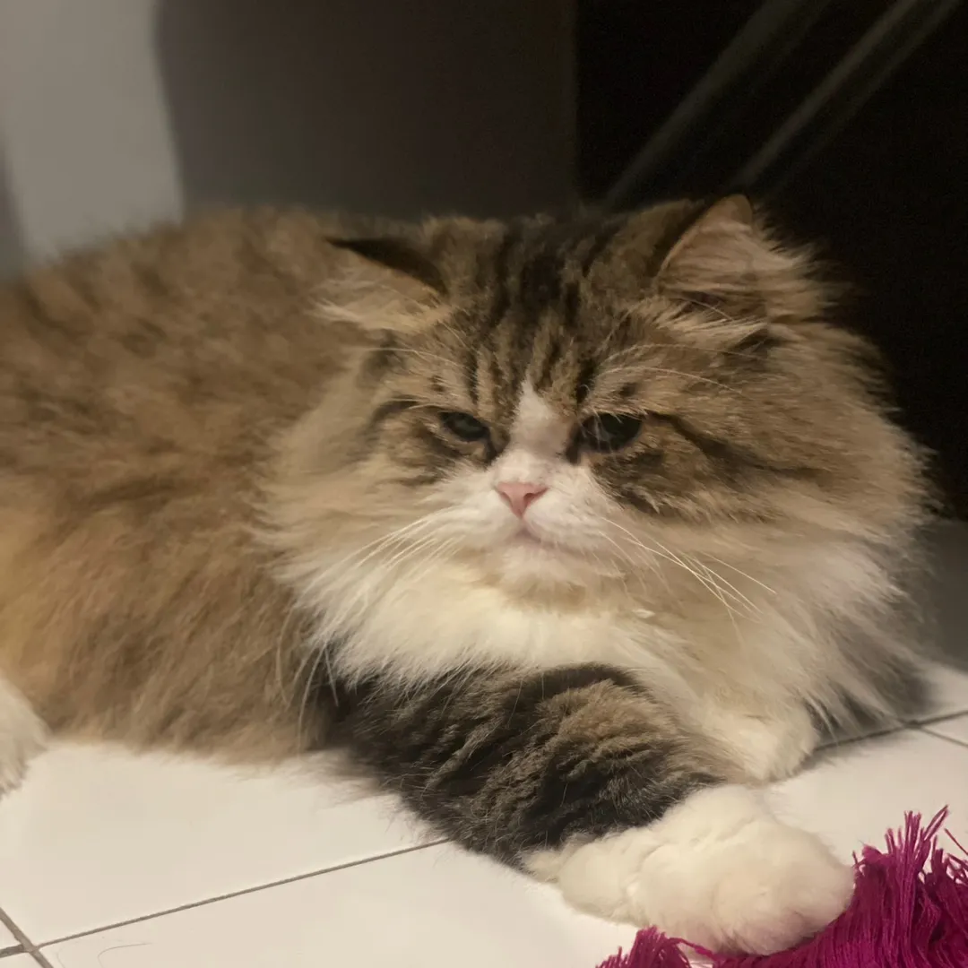 bulbul.thecat