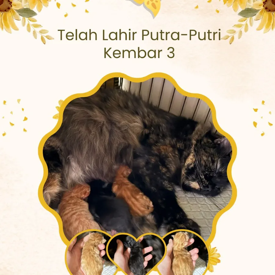 coconutfamily8