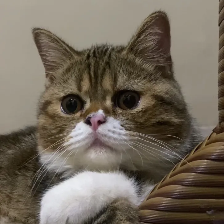 coupetiscat