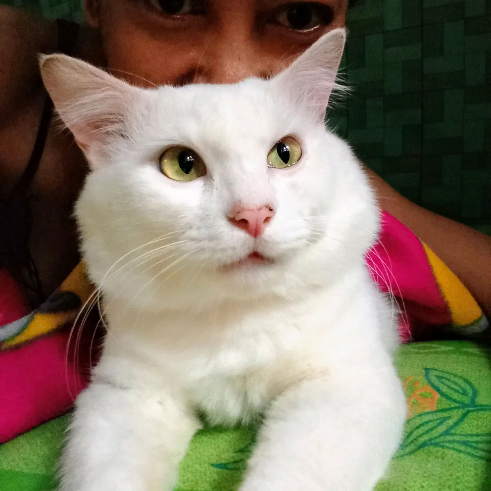 dhanikusumawati58