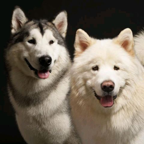 kaiandkimo_themalamute