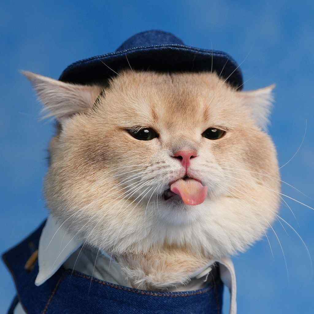 kiwibritishcat
