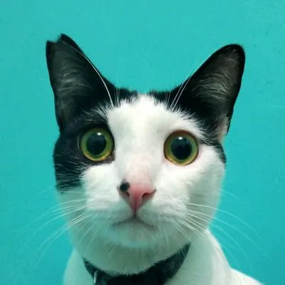 nyawsikucing