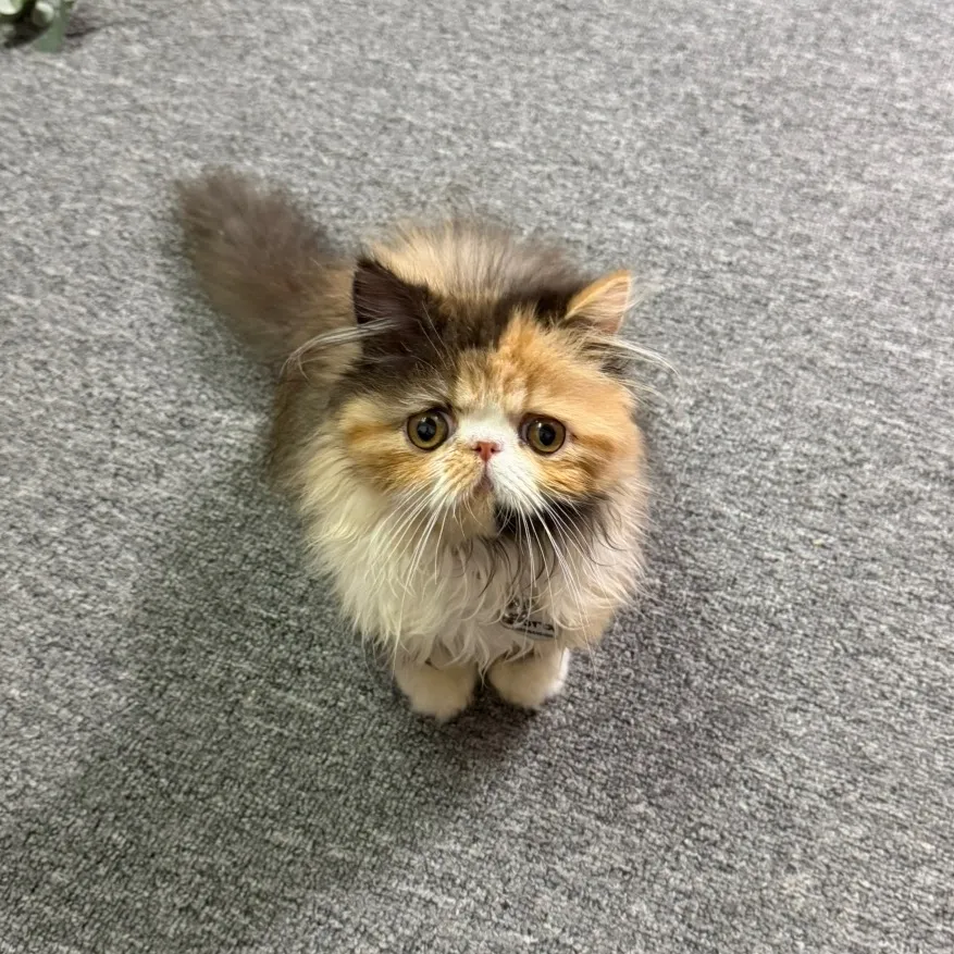 olympuscat_