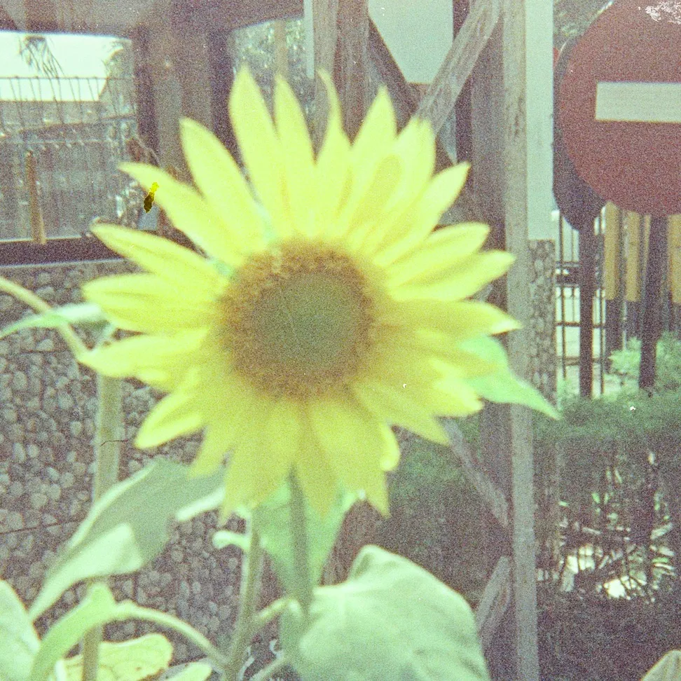 scentenery