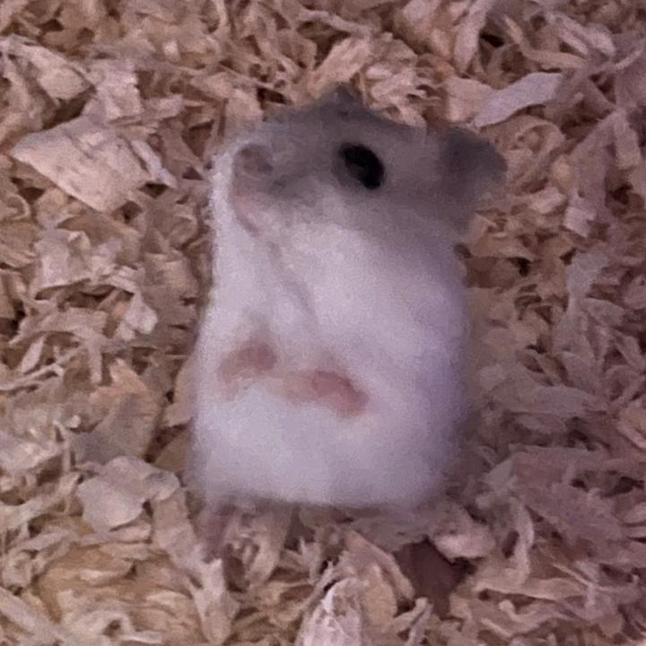 snowythehamster__