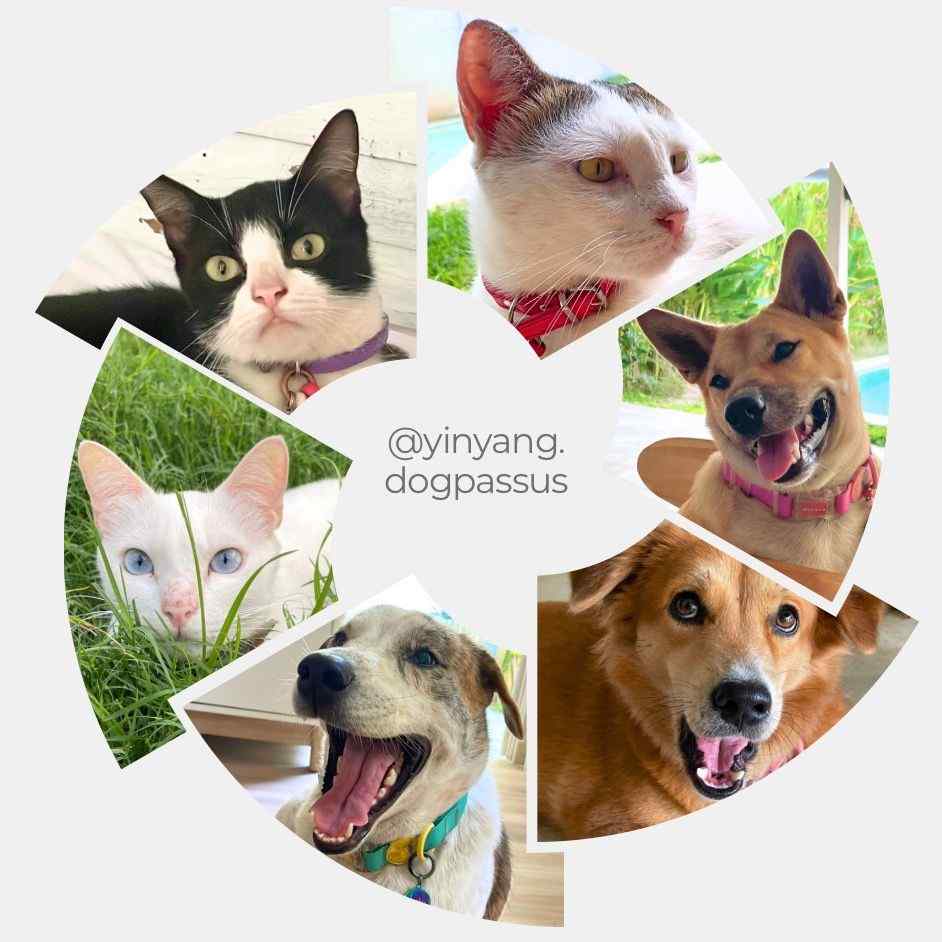 yinyang_dogpassus
